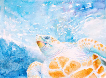 Loggerhead Turtle Watercolor