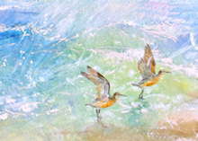 Red Knots by Gwen Sylvester