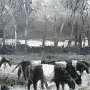 Galloways By the RIver 11 x 14