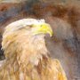 Golden Eagle, 23 x 30 Watercolor, Polymer